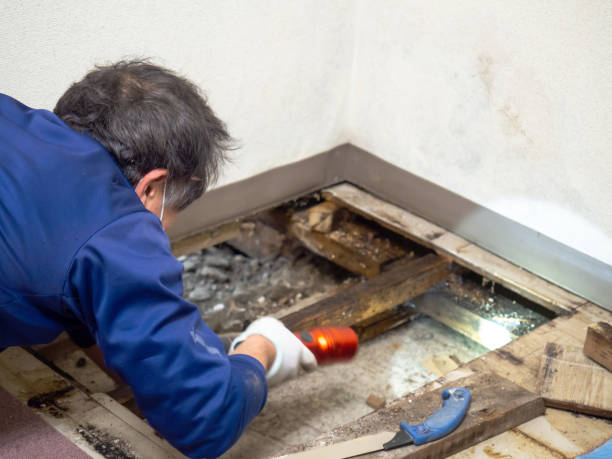 Best Toxic Mold Removal  in The Pinery, CO