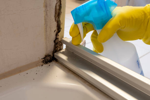 Best Commercial Mold Removal  in The Pinery, CO