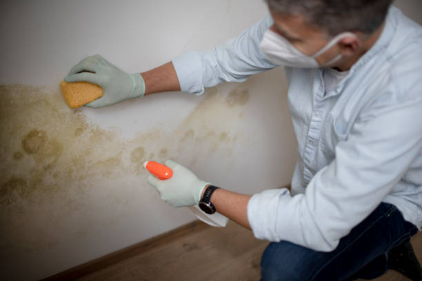 Certified Mold Removal in The Pinery, CO