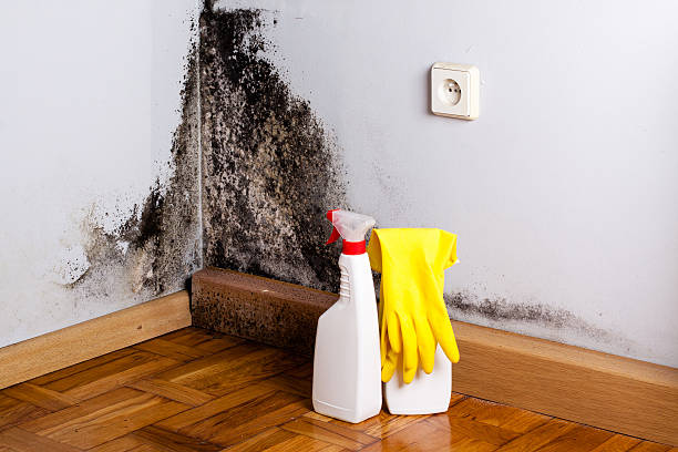Best Certified Mold Removal  in The Pinery, CO